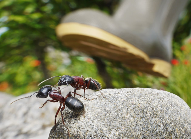 Почему в доме поселяются муравьи?